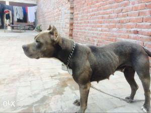 American Bully Blue Colour Female Import Blood Line