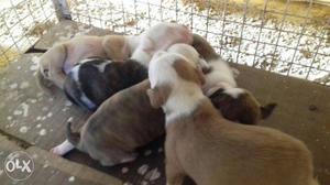 American Pitbull puppy's for sale age 23 days old