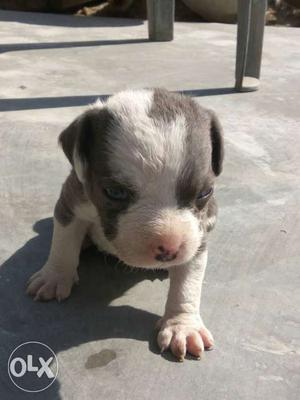 American Pitbull terrier blue and white colour female heavy