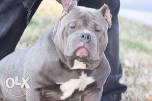 American bully female 4.5 monthe old sirus grand