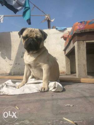 American pug available all vaccination done