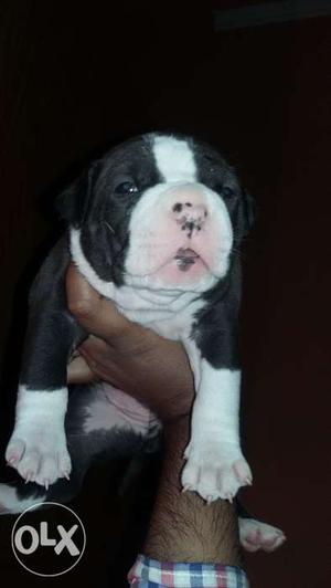 Amstaff male nd female pups from champion and