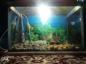 Aquarium complete sat