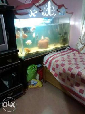 Aquarium for sale with fishes