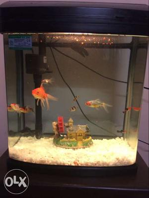 Aquarium with Fishes and Inbuilt Filter, Toy,