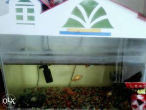 Aquarium with fishes, filter n food. Urgent