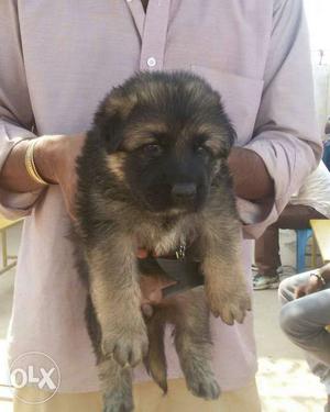 Attractive Quality Puppies Available 1.ROTTWEILER