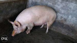Australian yorkshire breed pig bache gabhn suria