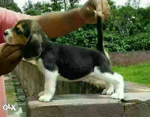 BHARUCH:-- Sweet&quite Breed's" All Puppeis