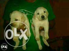 BHARUCH:-- Very Devoted Dog's" All Puppeis Pets