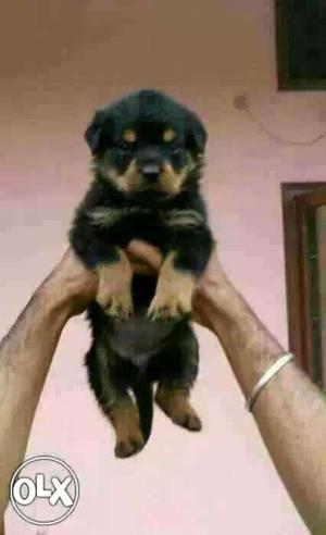 BHAVNAGAR:-- Affectionate Dog"s" All Puppeis Kitten" Pets