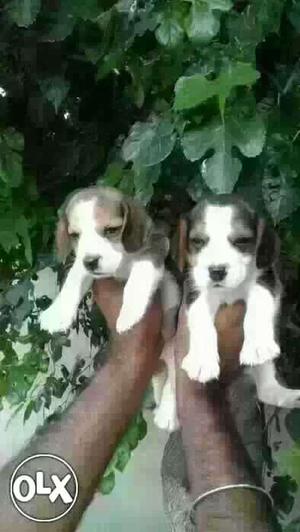 Beagle Puppies friendly nature all tops breed