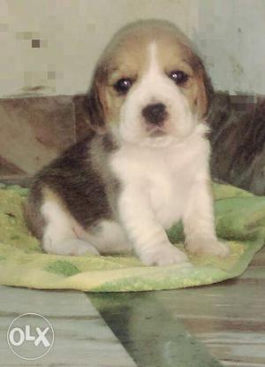 Beagle female pups 30 days