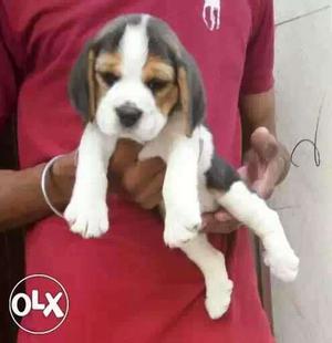 Beagle male and female puppies available sure
