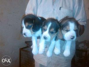 Beagle pair available for new homes