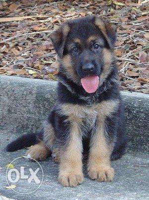 Best quality German Shepherd puppies available moni kennel