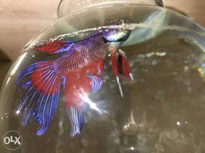 Beta Fish at a cheaper price with tank