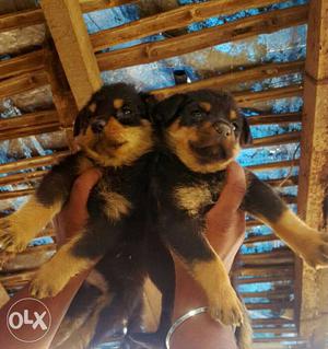 Big head male and female Rottweiler puppies available