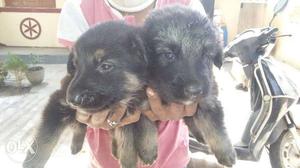 Black And Brown German Shepherd Puppies
