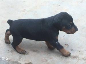 Black And Rust Doberman Pinscher Puppy