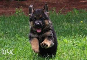 Black And Tan German Shepherd Puppies avable pure breed