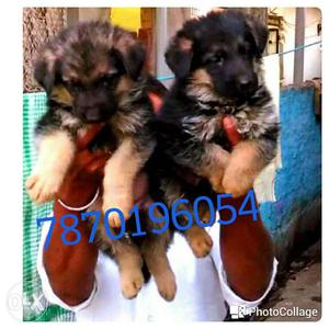 Black And Tan German Shepherd puppies available for sell