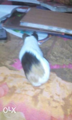 Black, Brown And White Guinea Pig