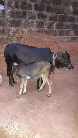 Black Cattle And Calf kasargod kullan age 1
