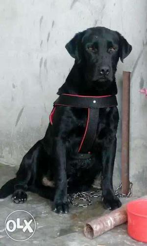 Black Labrador Retriever 12 month male 101%pure gurranty