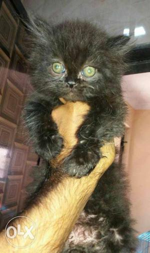 Black Long Fur Percian Kitten