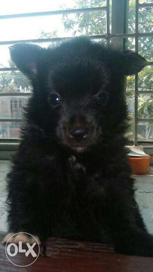 Black male spitz available in low price