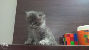 Blue Tabby Doll Face Persian Kittens Available.