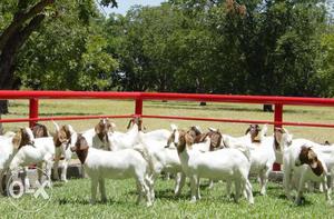 Boer goats available