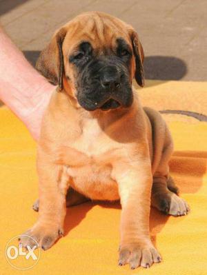 Boerboel top quality in very cheap Home delivery