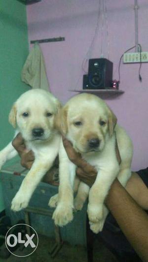 Box head Labrador puppy pure bread