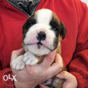 Boxer puppies litter ready to go new home soon so
