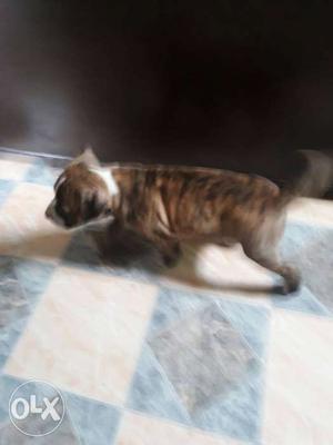 Brindle And White American Pit Bull Puppy