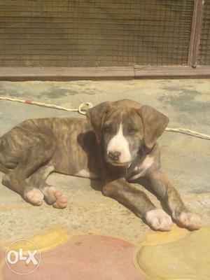 Brindle And White Short Coat Puppy