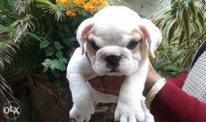 British Bulldog male puppy available.Further