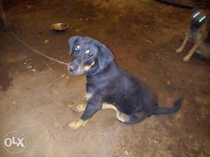 Brown And black dog Rott and lab cross healthy dog for sale