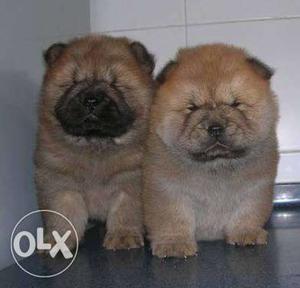 Brown Chow Chow Puppies at Dog kingdom