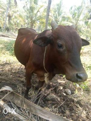 Brown Cow In Chittur