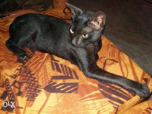 Burmese Pure Black Cats