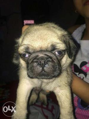 Call to Noida kennel and delivered your Home Pug puppies