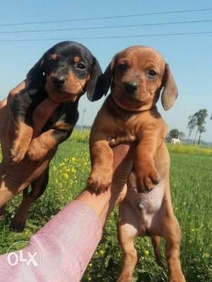 Ceticfie with breed dechound puppy