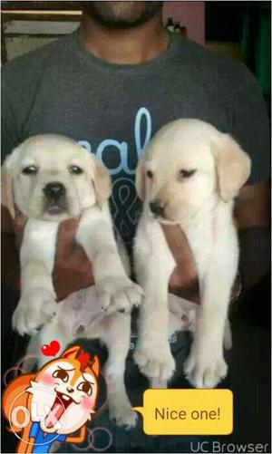 Champion line Labrador puppy Available Male 