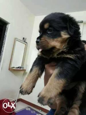 Champion line Rottweiler puppies 50 days old with