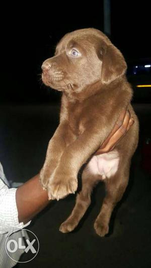 Chocolate Labrador female pup for sale..