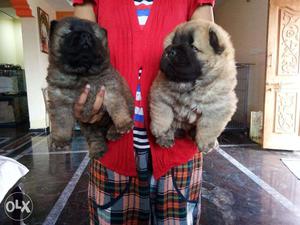 Chow chow puppies available - hyderabad