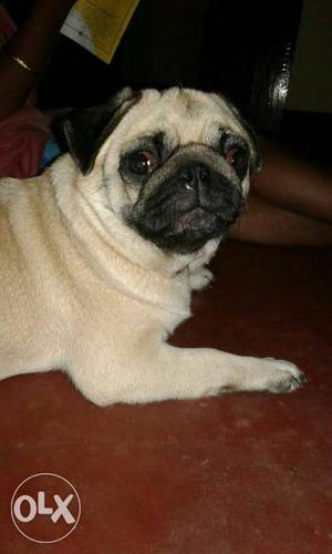 Cute female 1 yr old Pug for sale healthy active